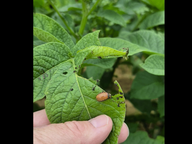 Battling the Potato Bugs
